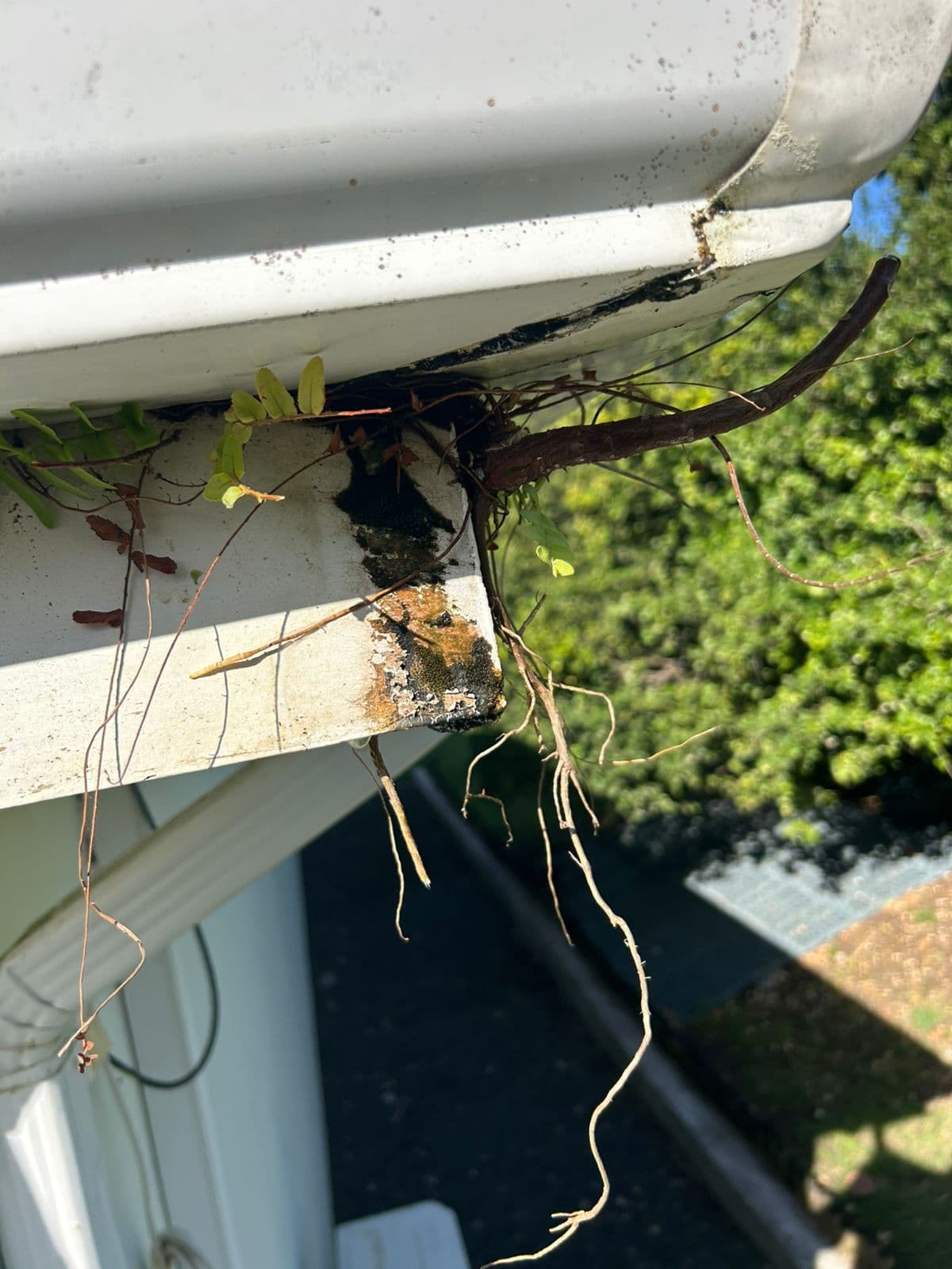 Gouttière obstruée par les feuilles et dépôts organiques en Guadeloupe